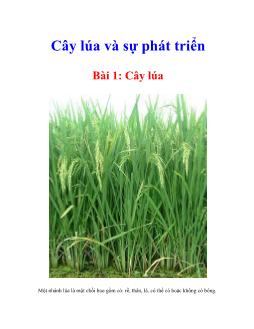 Cây lúa và sựphát triển