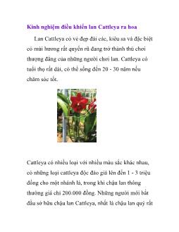 Kinh nghiệm điều khiển lan Cattleya ra hoa