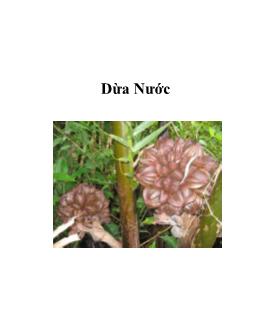 Tìm hiểu cây Dừa Nước