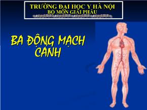 Bài giảng Ba động mạch cảnh