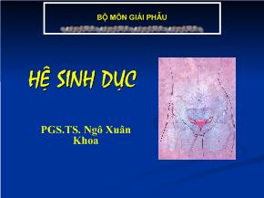 Bài giảng giải phẫu hệ sinh dục