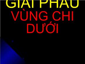 Bài giảng Giải phẫu vùng chi dưới