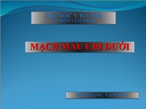 Bài giảng Mạch máu ở chi dưới