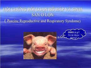 Hội chứng rối loạn hô hấp và sinh sản ở lợn