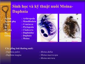 Sinh học và kỹ thuật nuôi Moina - Daphnia