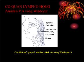 Cơ quan lympho họng amiđan - V.a vòng waldeyer