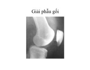 Giải phẫu gối