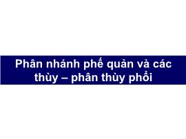 Phân nhánh phế quản và các thùy – Phân thùy phổi