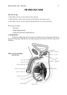 Tìm hiểu về Hệ sinh dục nam
