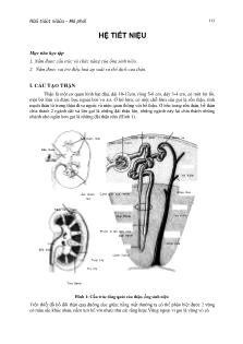 Tìm hiểu về Hệ tiết niệu