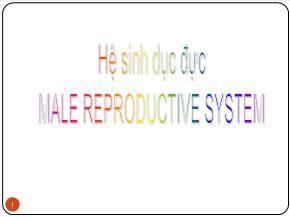 Hệ sinh dục đực male reproductive system