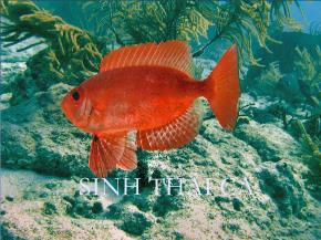 Sinh học - Sinh thái cá